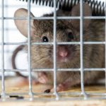 Tikus Bersarang di Plafon Rumah? Ini 5 Cara Mengusirnya, Dijamin Ampuh ...