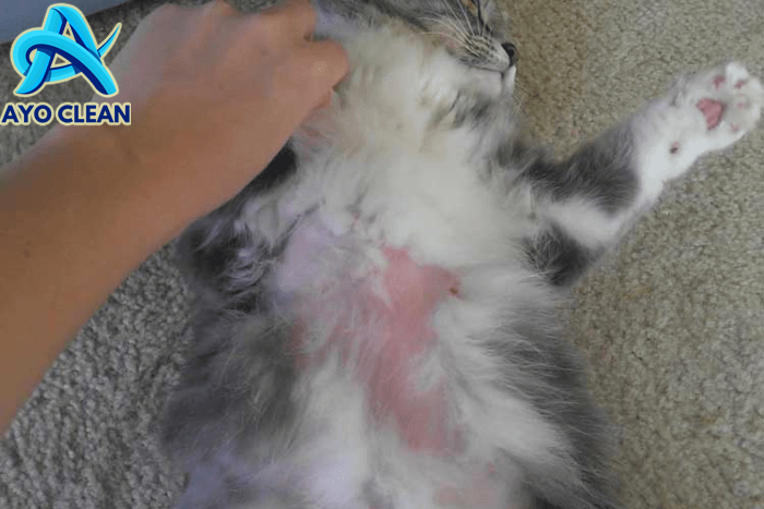 Bye Hair Ball! Inilah 5 Cara untuk Mengatasi Bulu Gimbal pada Kucing ...