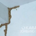 Cara Ampuh Mencegah dan Membasmi Rayap di Rumah | Kabar Jombang