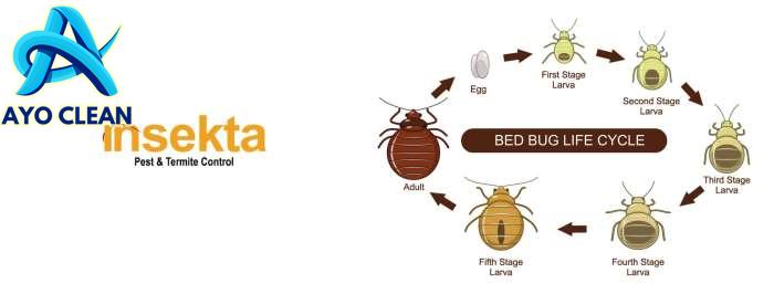 Cara Membasmi Kutu Kasur Paling Efektif – Insekta Pest Control