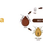 Cara Membasmi Kutu Kasur Paling Efektif – Insekta Pest Control