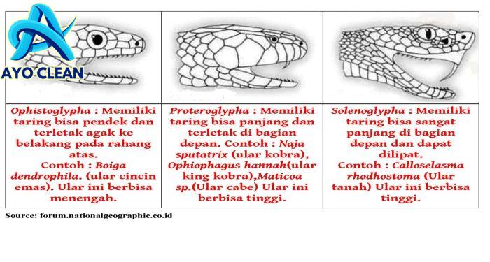 Cara Membedakan Ular Berbisa dan Tidak Berbisa