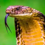 Cara membunuh ular kobra