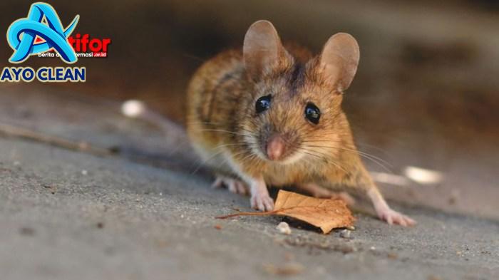 5 Cara Menghilangkan Bau Kotoran dan Kencing Tikus, Bikin Hewan ...