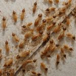 Cara Membasmi Rayap: Memastikan Keamanan Rumah Anda