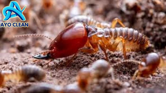 Bagaimana karakteristik rayap? - PT Mahaka Improcare Indonesia