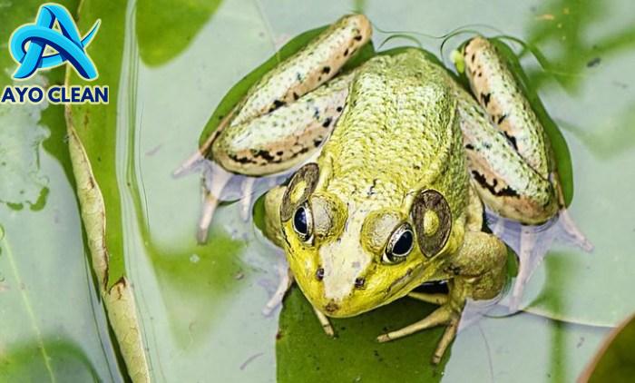 Cicak berkembang biak dengan cara | Pasadena