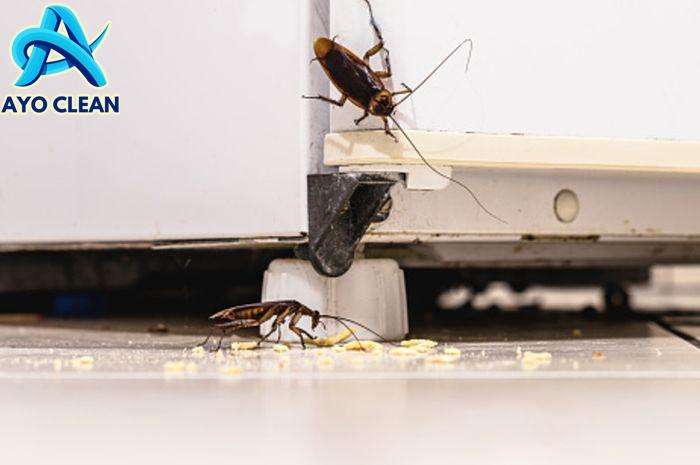 Cara menghilangkan kecoa di dapur
