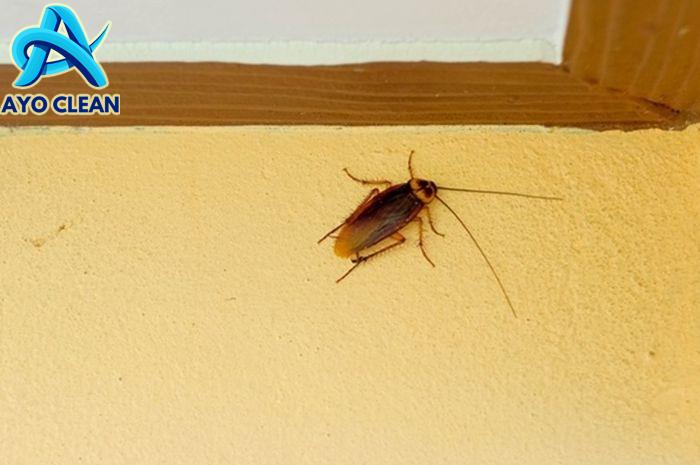 Cara Membasmi Kecoa yang Bersarang di Celah-celah Kamar Mandi, Modal ...