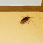 Cara Murah Mengusir Kecoa Agar Tidak Muncul di Dapur Lagi, Modalnya ...