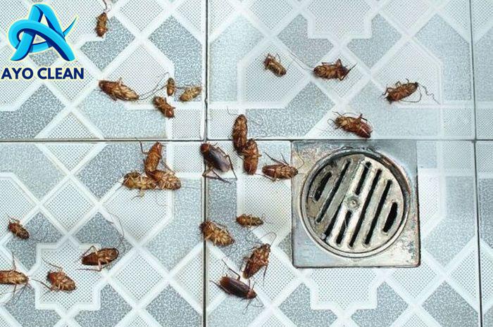 Cara Mengusir Kecoa di Rumah dengan Bahan Alami (Ampuh, Mudah dan Aman ...