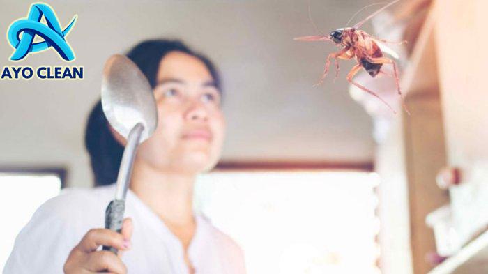 Cara Ampuh Basmi Kecoa Terbang Bermodal Daun Salam dan 2 Bahan Dapur ...