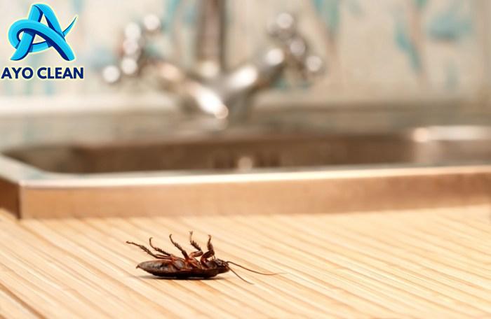 Cara menghilangkan kecoa di kamar mandi