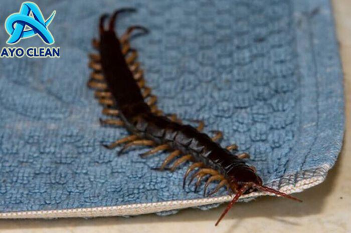 Tips Mencegah Kelabang Rawan Masuk Rumah Saat Musim Hujan - Sajian Sedap