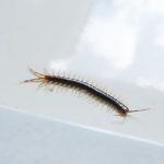 Cara Memancing Ikan Besar Di Pinggir Laut - Hobi Mancing