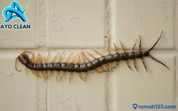 47+ Top Baru Kepang Kelabang Rambut Pendek