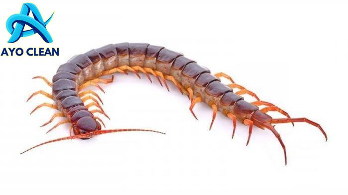 Bisa Kelabang Tidak Mematikan Bagi Manusia, Begini Cara Mengobati ...