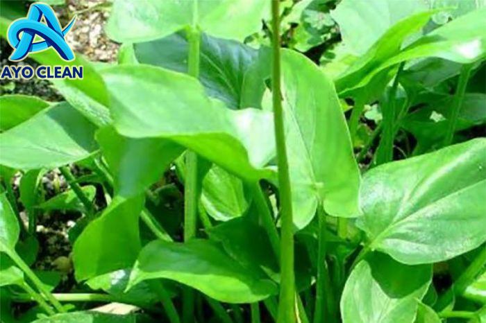 Cara membuat ramuan keladi tikus dan daun sirsak