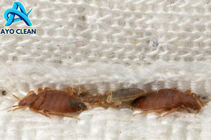 Cara menghilangkan kutu kasur dengan garam