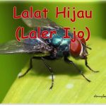 10 Cara Mengusir Lalat yang Paling Ampuh dan Mudah!