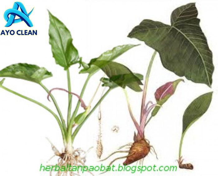 Cara mengolah keladi tikus