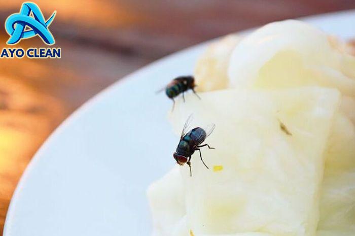 Mudah Banget! Begini Cara Membasmi Lalat di Rumah Pakai Perangkap ...