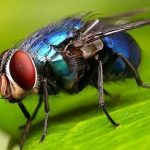 Cara Mengusir Lalat dengan Bahan Alami, Mudah Dilakukan di Rumah ...