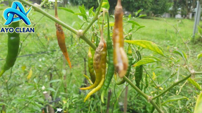 Cara mengatasi lalat buah pada cabai