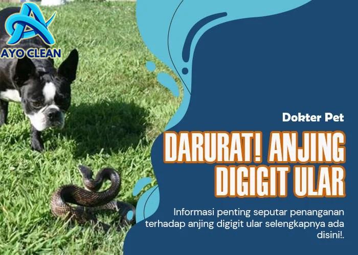 Cara mengatasi digigit ular