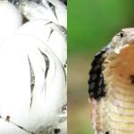 Ular Berkembang Biak dengan Cara Bertelur, Kapan Waktu Menetasnya?