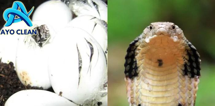 Ular Berkembang Biak dengan Cara Bertelur, Kapan Waktu Menetasnya?
