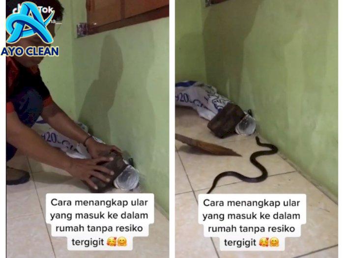 Ular Masuk Rumah? Jangan Panik! Berikut Cara Mengatasinya