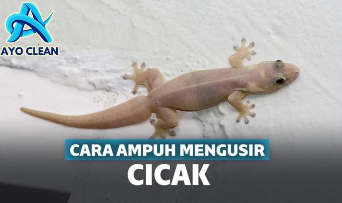 Mudah Sekali! Inilah 3 Cara Mengusir Cicak dari Rumah, Nomor 3 Sangat ...
