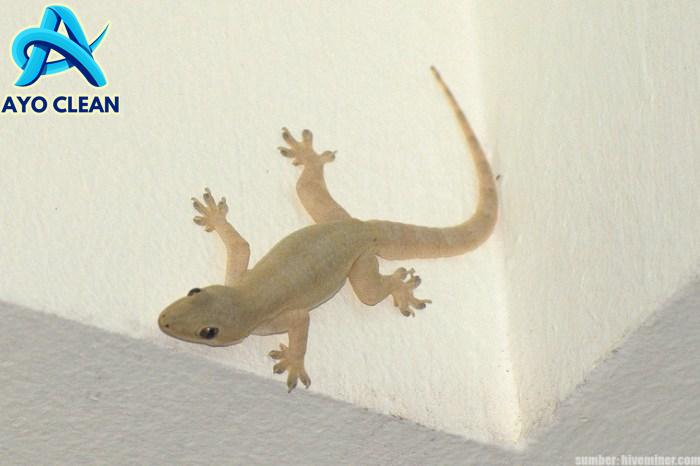 Cara menangkap cicak terbang