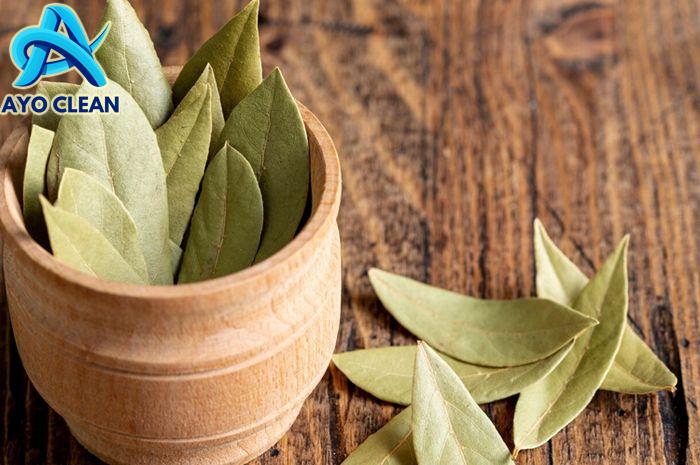 Cara Mengusir Kecoa Dengan Daun Salam - Fintechfest.ID