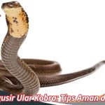 8 Cara Mengusir Ular Kobra Agar Tidak Masuk Rumah Paling Efektif ...