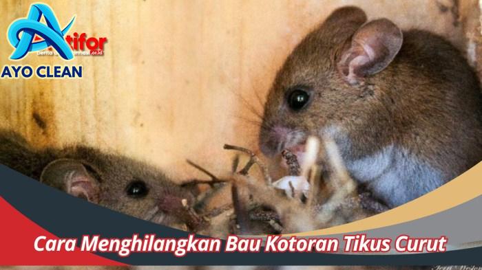 Cara Menghilangkan Bau Kotoran Tikus Curut Dengan Efektif
