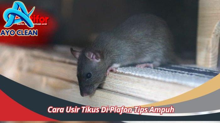 Cara Usir Tikus Di Plafon Tips Ampuh Mengatasi Masalah Cepat dan Efektif