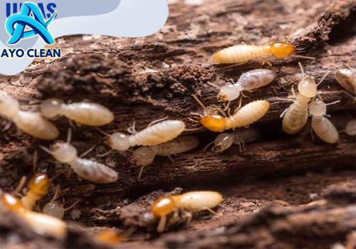 4 Jenis Kayu Yang Tidak Akan Di Makan Rayap