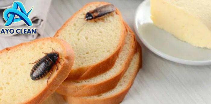 Cara mengusir kecoa di wc