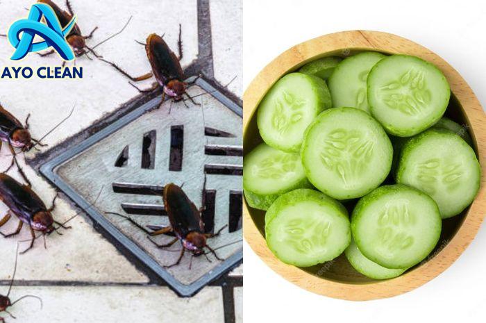 Cara mengusir kecoa di kamar tidur secara alami