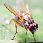 ️ Cara Mengusir Lalat Secara Alami dengan Cepat dan Mudah ...