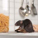 Cara Ampuh Mencegah Tikus yang Masuk Rumah Lewat Atap, Gantungkan Saja ...