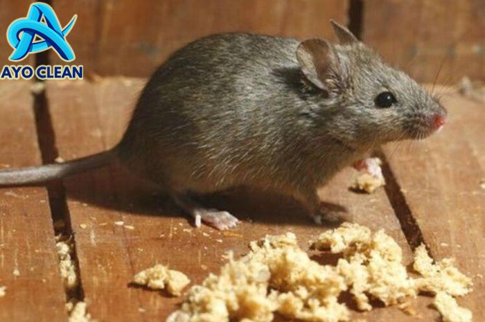 11 Cara Menghilangkan Bau Bangkai Tikus