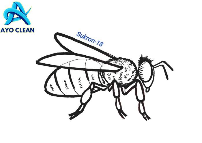 Cara menggambar lalat