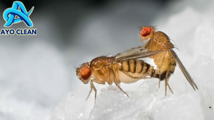 Temukan Bagaimana lalat berkembang biak?