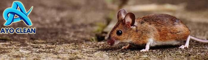 Cara Membasmi Tikus Curut – Insekta Pest Control