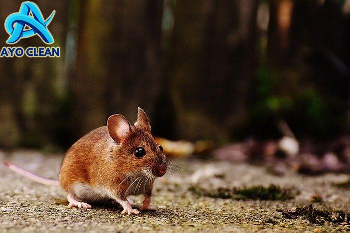 Suara Jangkrik Disebut Ampuh Usir Tikus, Benarkah?