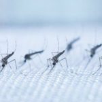 5 Penyebab Rumah Jadi Sarang Nyamuk, Siapa Sangka Salah Satunya Karena ...