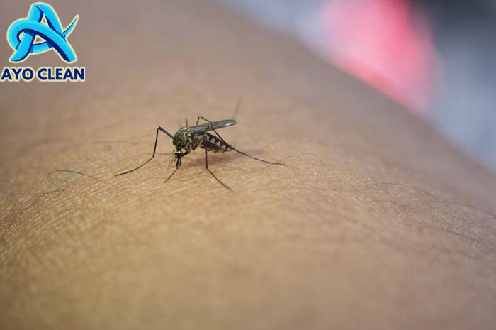 CARA MENGUSIR NYAMUK PALING AMPUH - YouTube